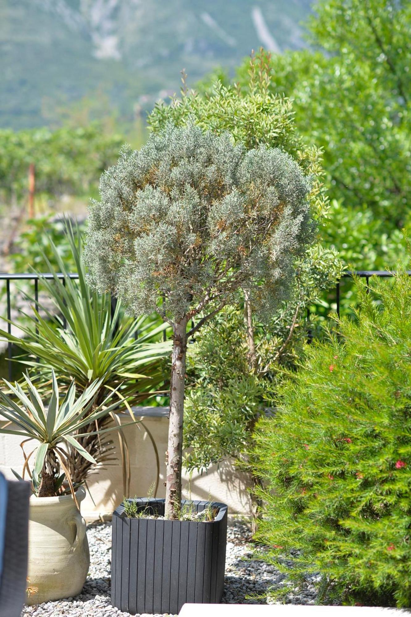 Apartments Boka Blue Dobrota Kotor Buitenkant foto